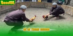 Đá gà Thomo Good88